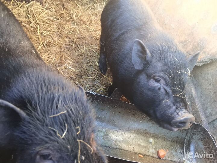 Продам поросят