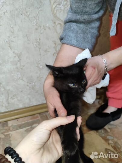 Красавчик Чернышка