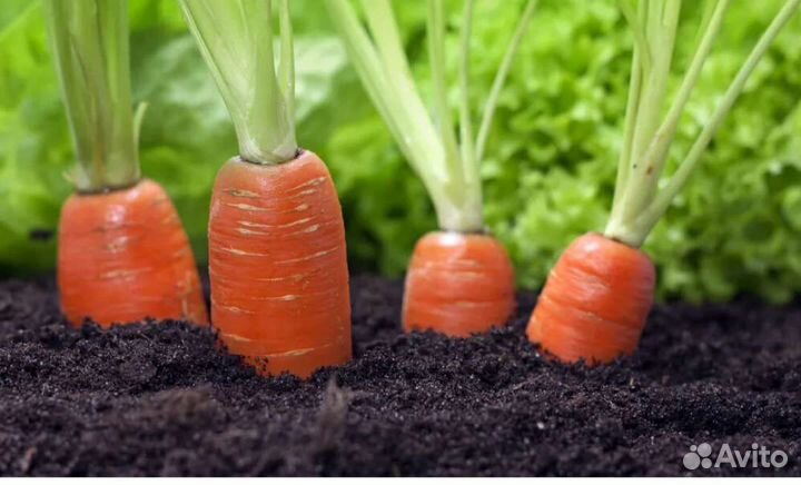 Морковь