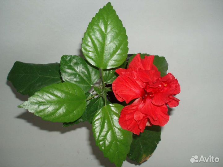 Роза китайская