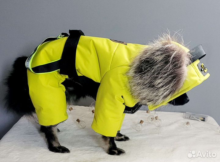Одежда для собак