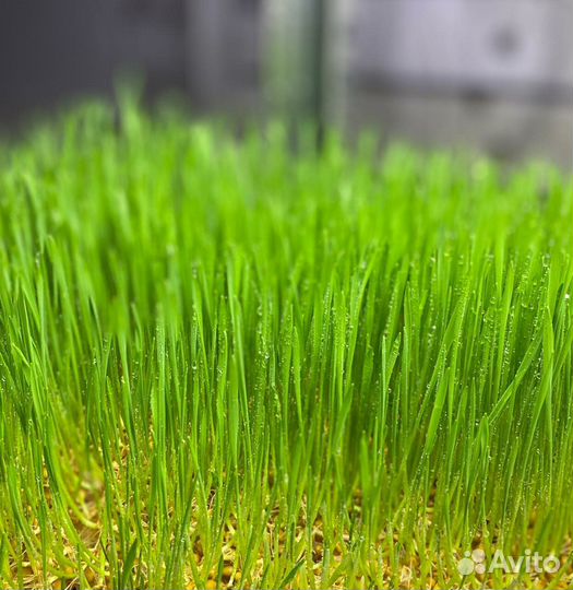 Микрозелень для животных