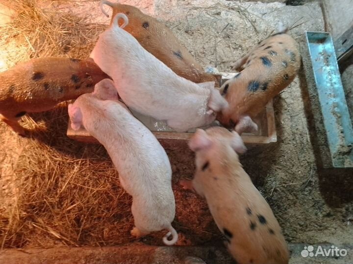 Поросята