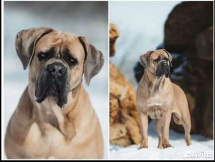 Щенки кане корсо