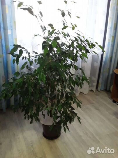 Фикус бенджамина