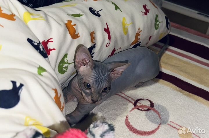 Котята Донской сфинкс