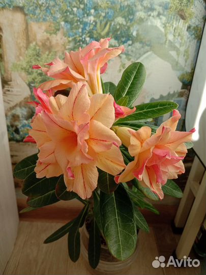 Адениум привитый