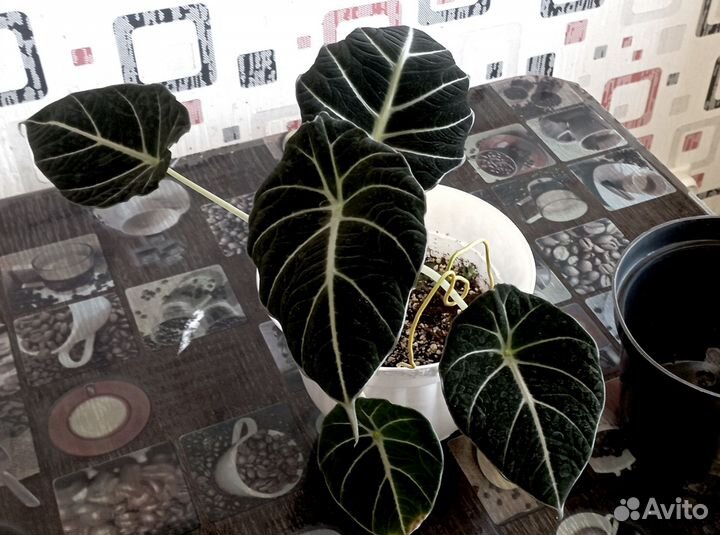 Алоказия Black Velvet