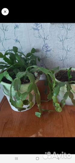 Декабрист,пеперомия