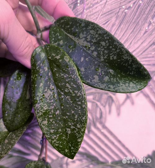 Редкие хойи и не только