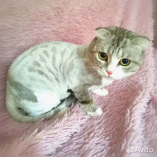 Стрижка кошек выезд на дом(грумер)