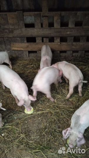 Поросенок ландрас