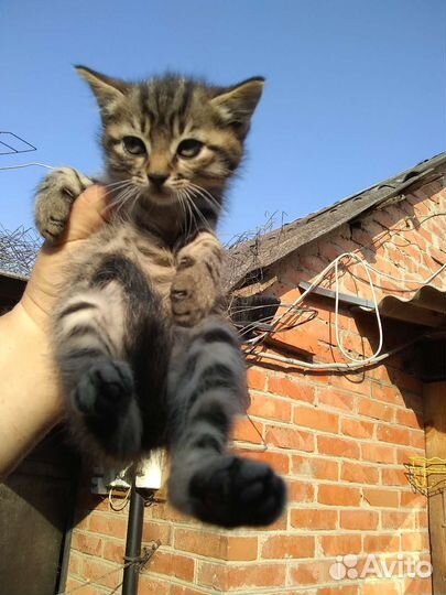 Котята в добрые руки бесплатно