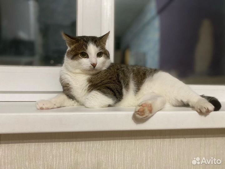 Кошки в добрые руки бесплатно