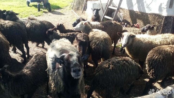 Овцы бараны