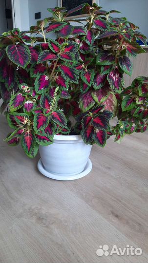 Цветок колиуса с горшком