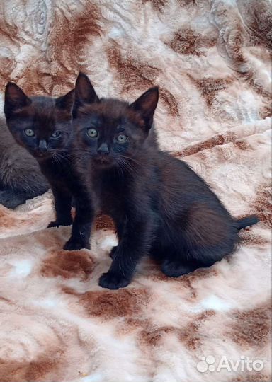 Котята домашние. Отдам котят в добрые руки