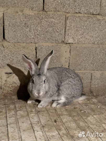 Кролики мясных пород