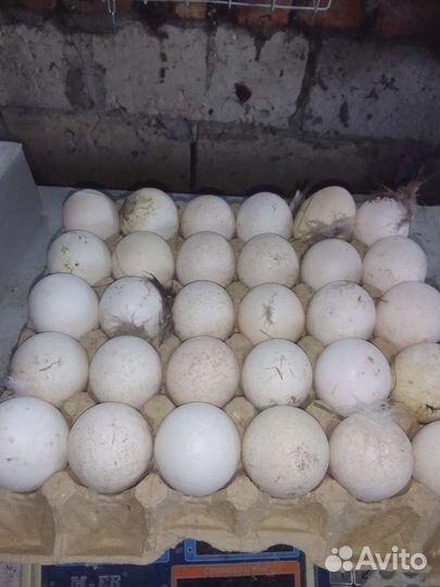 Яйца инкубационные индюшиные