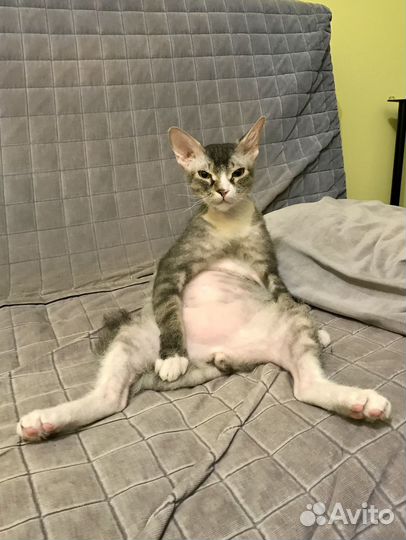 Кот сфинкс браш бесплатно