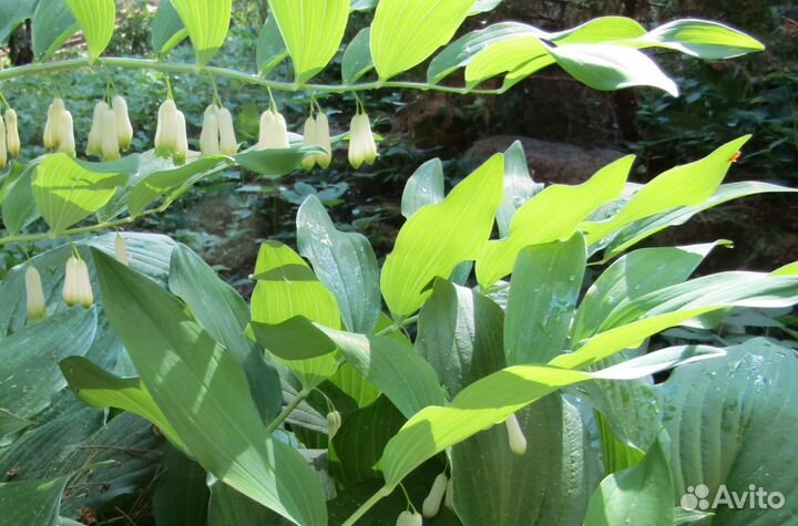 Лекарственные растения.Саженцы и сухие сборы