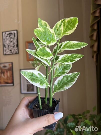 Педилантусы