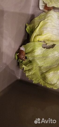 Улитки ахатины альбиносы