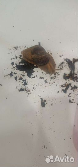 Улитка ахатины 7 шт большие и мелкие в подарок