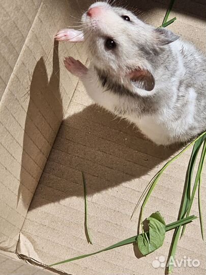 Сирийский хомяк