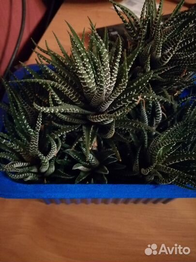 Кактусы и суккуленты