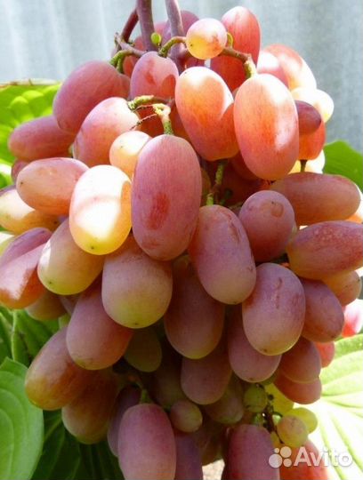 Саженцы винограда привитые и корнесобственные