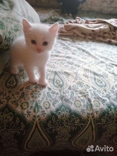 Кошка в дар бесплатно