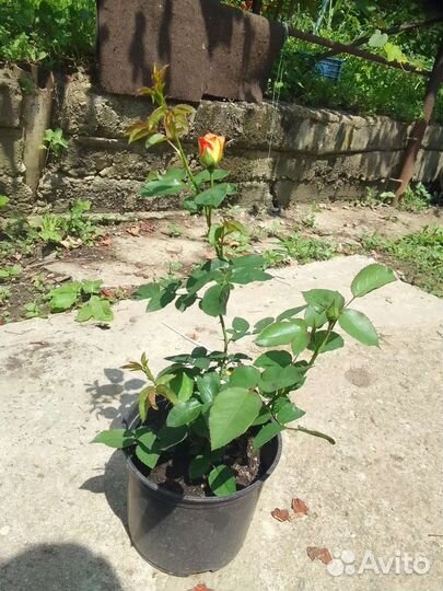 Роза