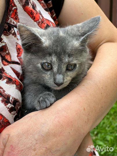 Котятки в добрые руки