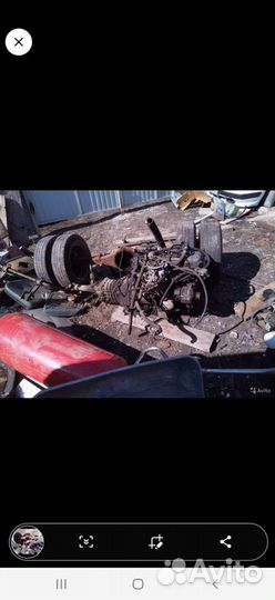 Газель Соболь чулок