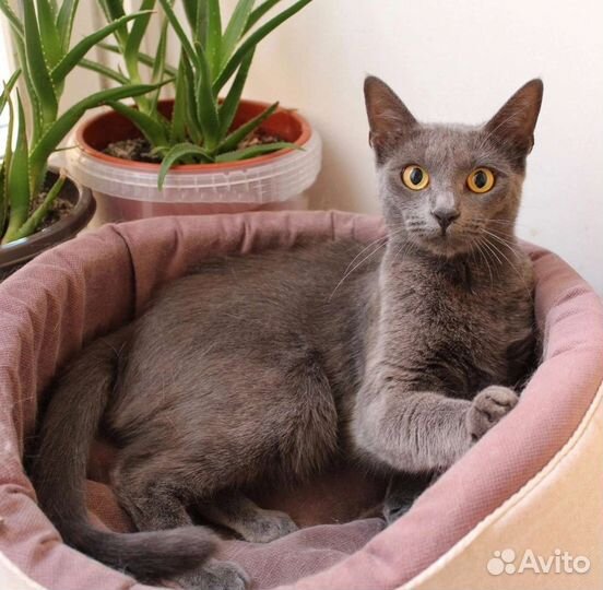 Бася в добрые руки