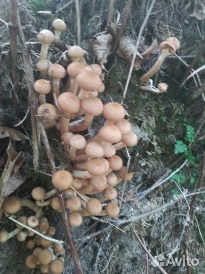 Грибы опята свежие