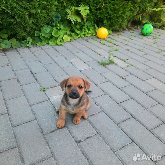 Маленькие щенки от маленькой собачки