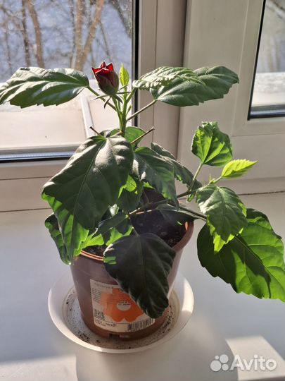 Комнатные цветы