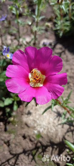 Портулак розовый