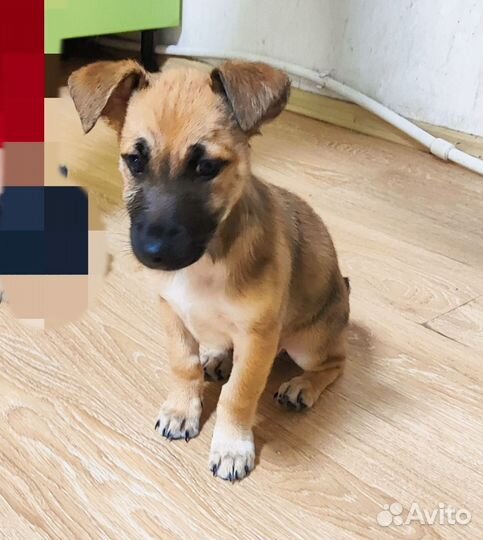 Отдам щенка в добрые руки