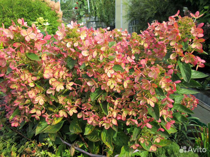 Гортензия - саженцы