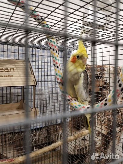 Попугаи Корелла