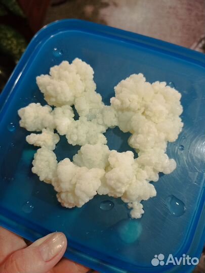 Тибетский молочный кефирный гриб(зооглея)