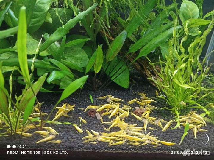 Аквариумные креветки Жёлтый неон