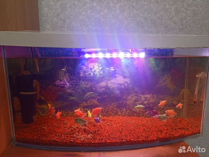 Аквариум с рыбками