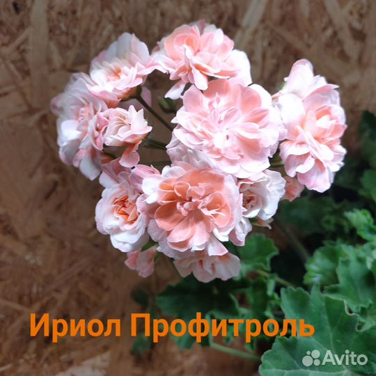 Пеларгония