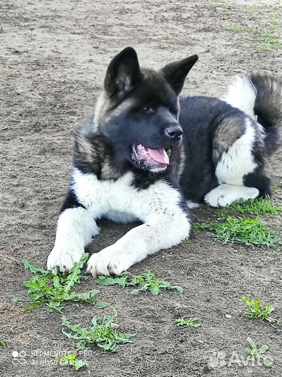 Щенки американской акиты