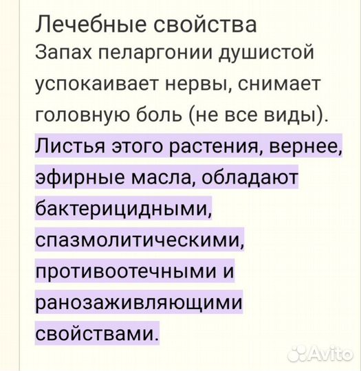 Пеларгония герань лимонная или душистая