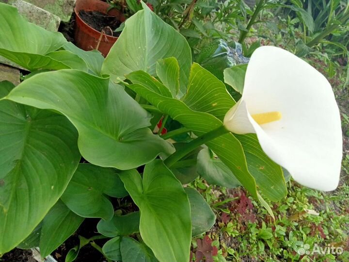 Комнатные и клумбовые цветы